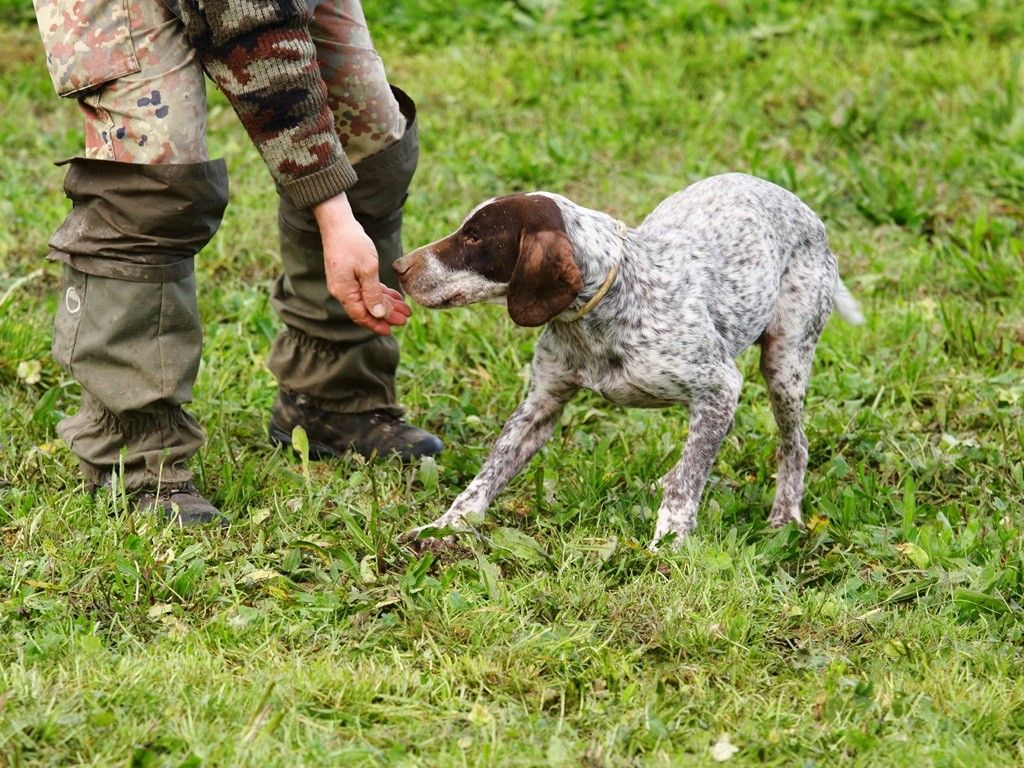 Truffle hunting 