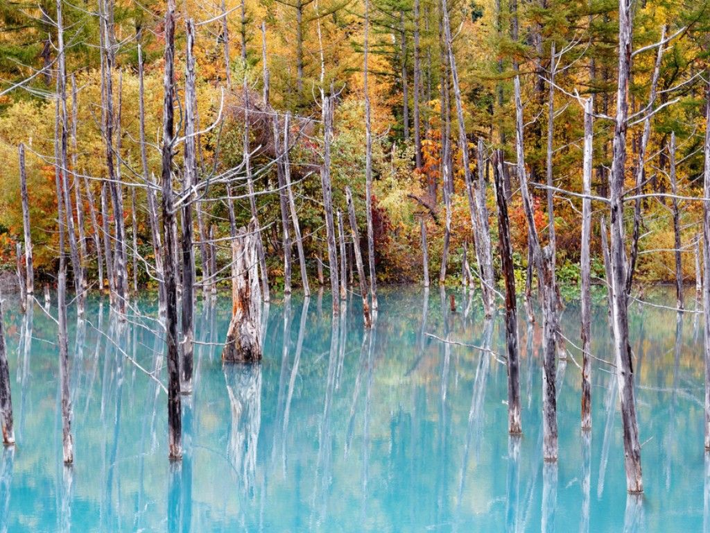 Shirogane Blue Pond