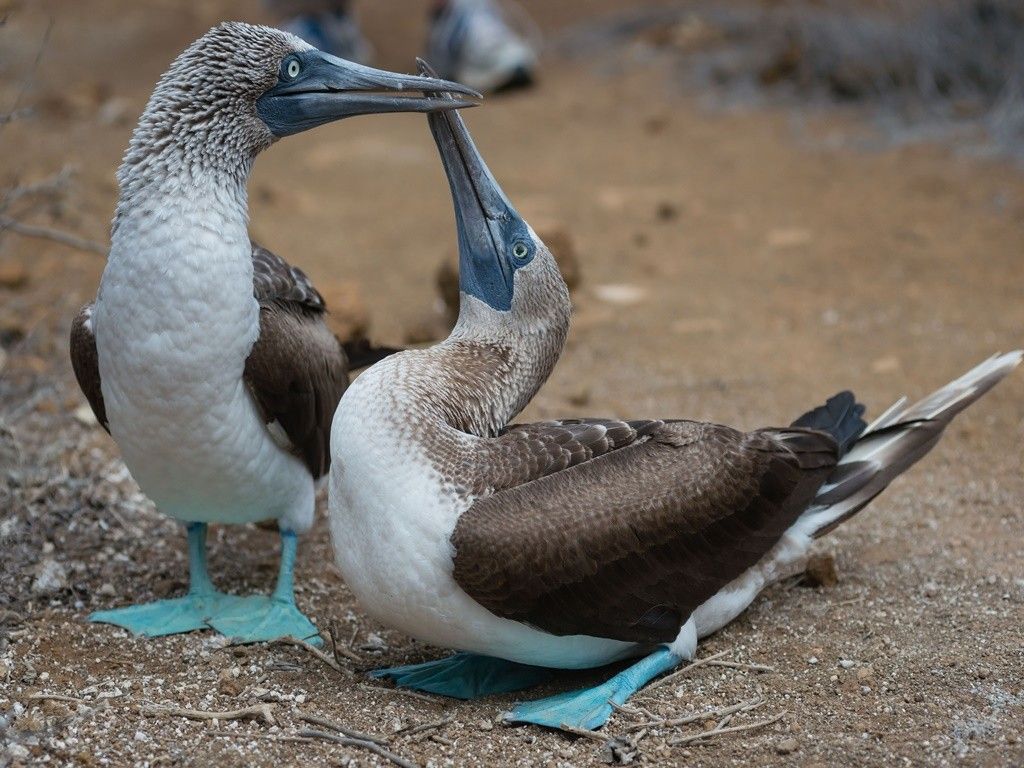 Galápagos Islands Blue-footed boobies