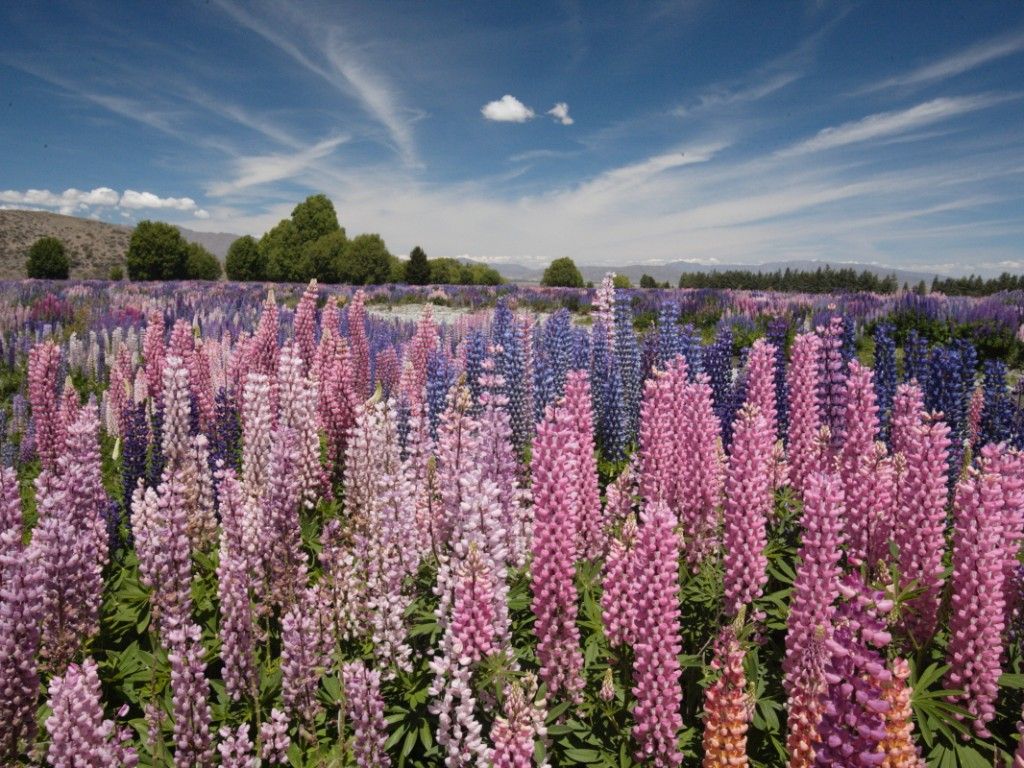 Lupins at Lake Tekapo