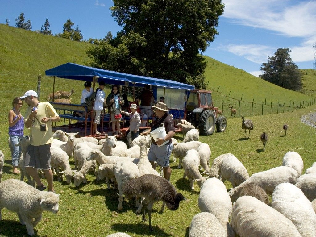 Agrodome_FarmTour_TractorSheep