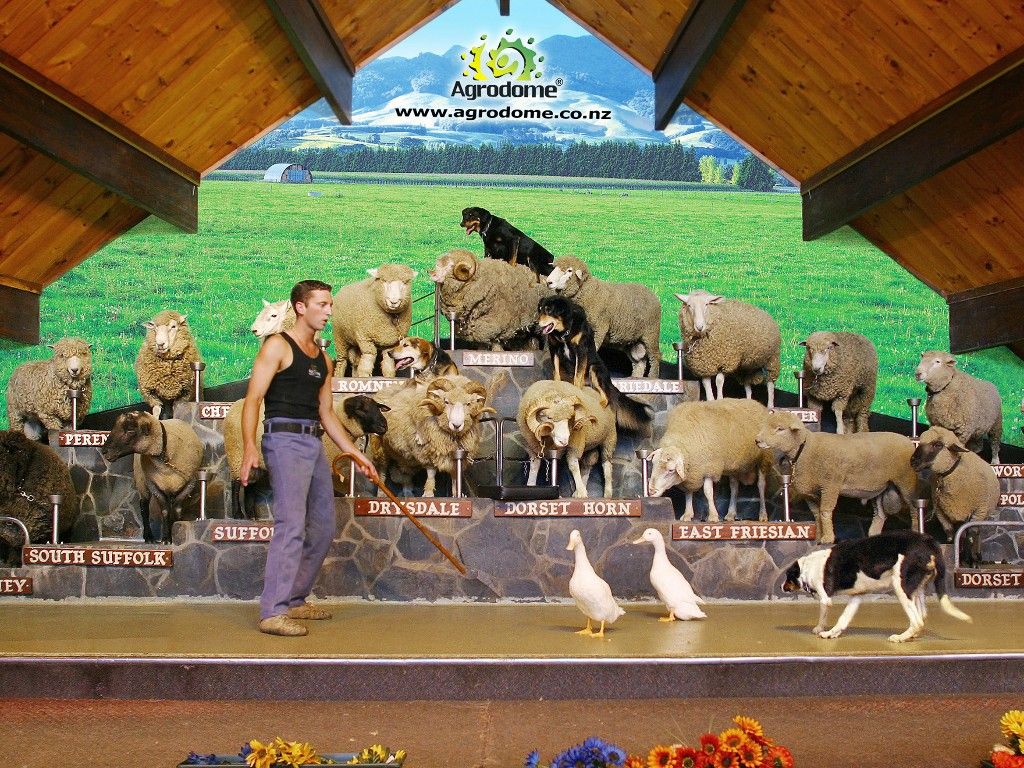 sheepshow_stage