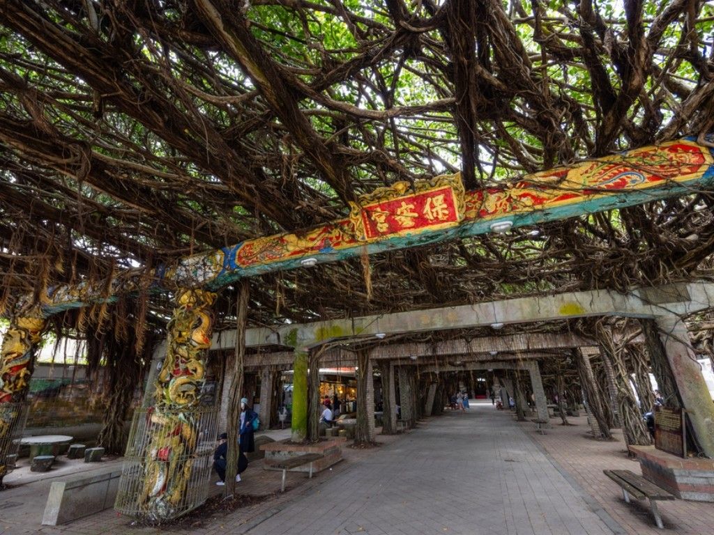 Tongliang Great Banyan