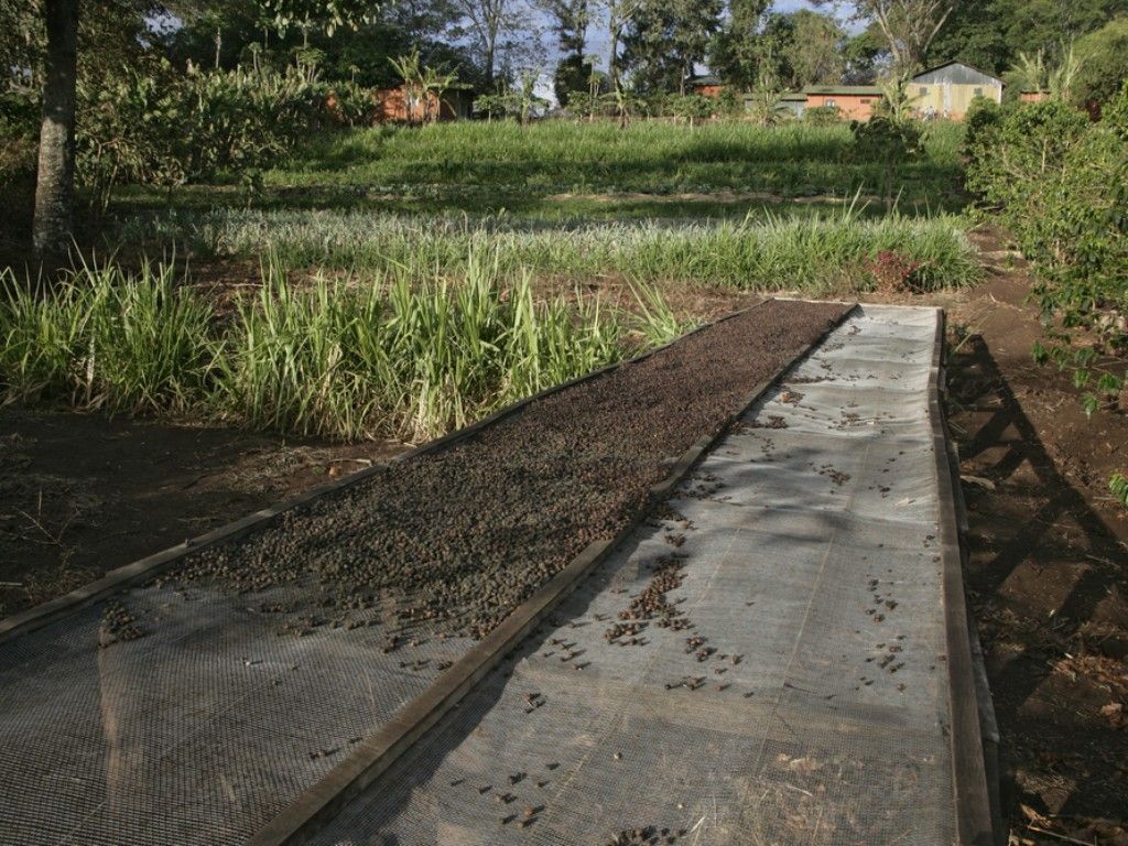 Coffee beans drying at Gibbs Farm