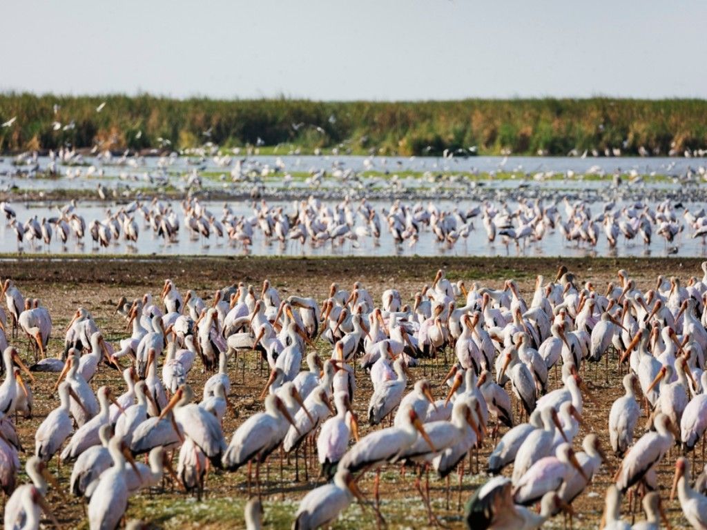 Yellow Billed Stork (Mycteria Ibis) at Lake Manyara National Park