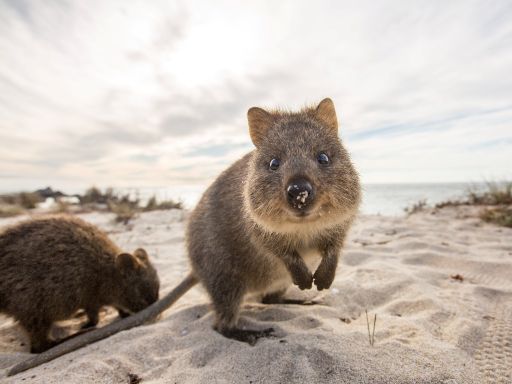 PERTH, MARGARET RIVER + ROTTNEST ISLAND 