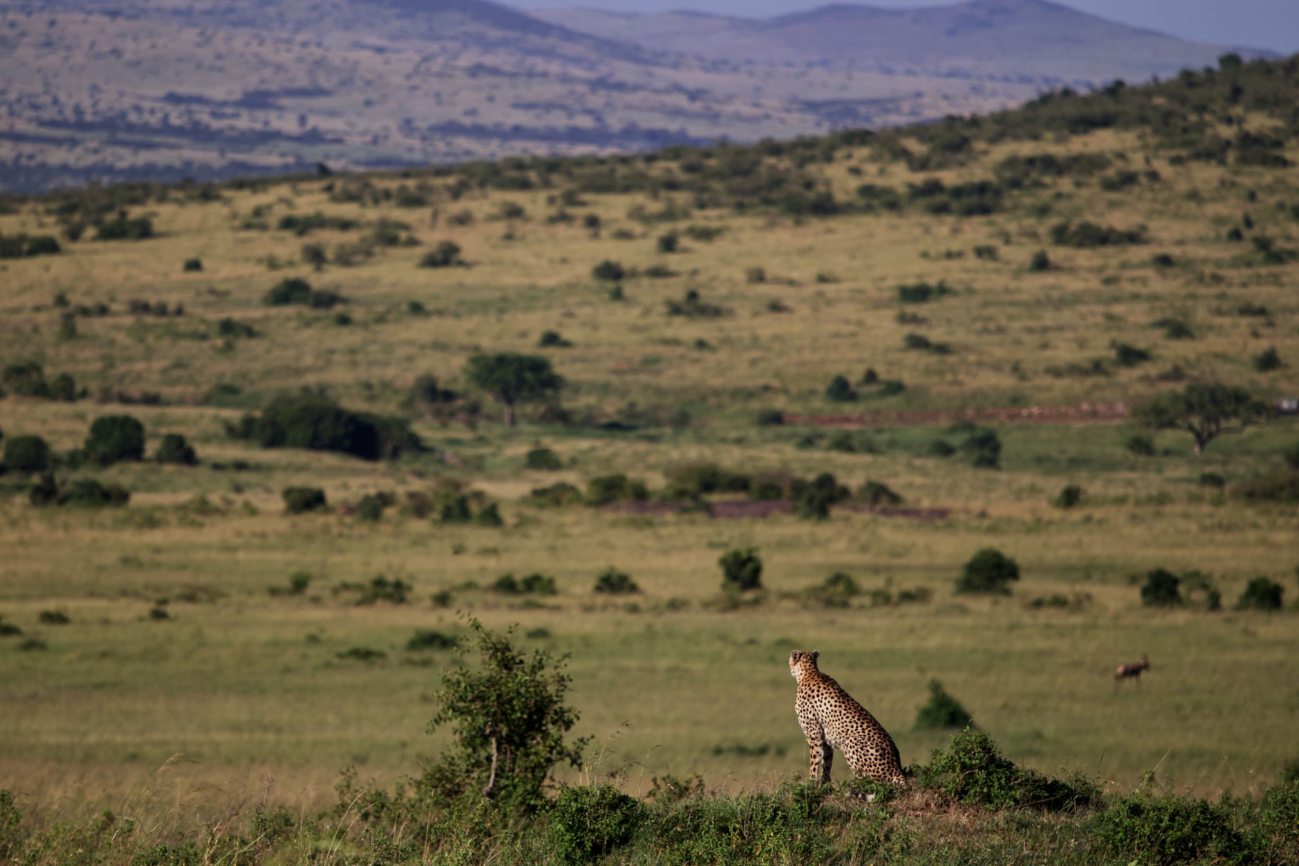 Maasai Mara Naboisho Conservancy
