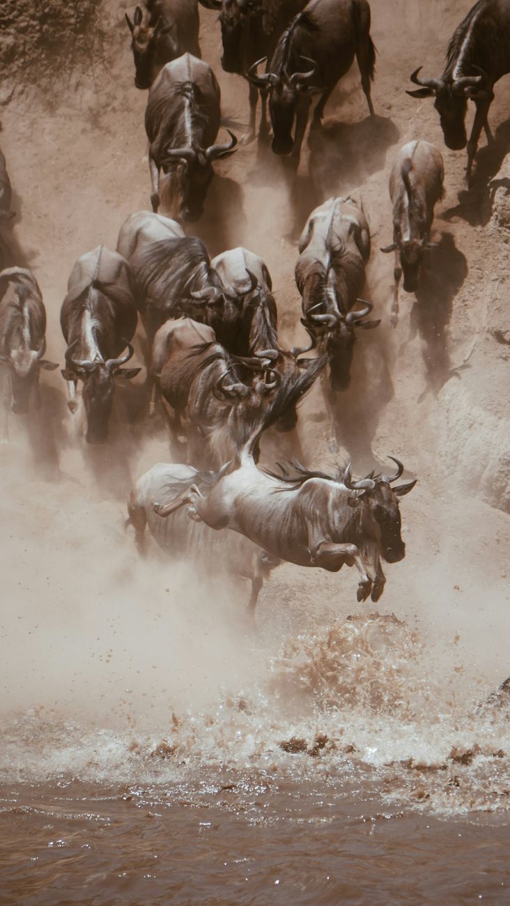 Serengeti wildebeest crossing