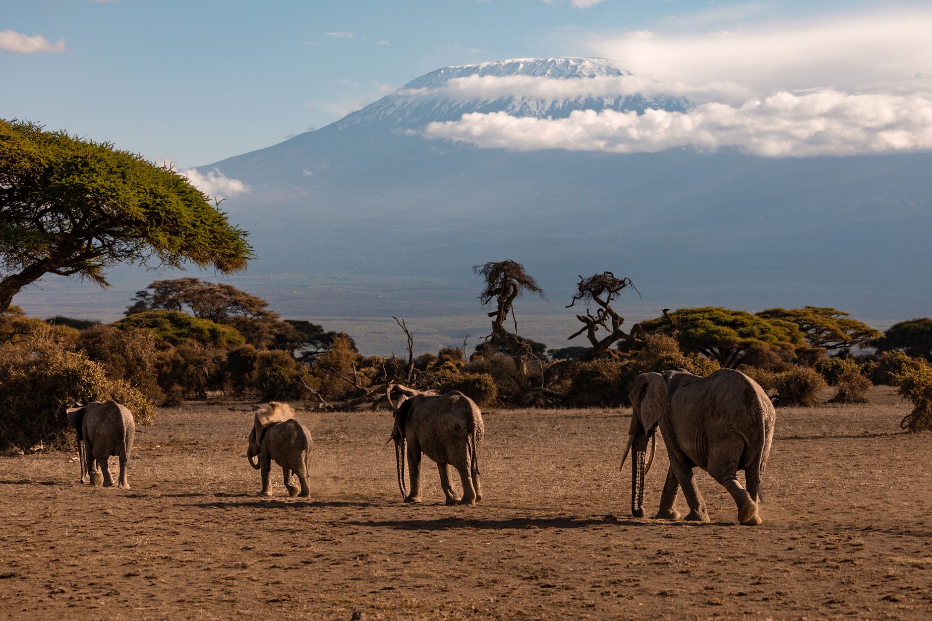 Amboseli elephants Kilimanjaro