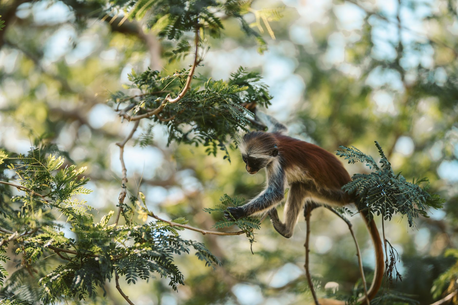 Rubondo Island National Park