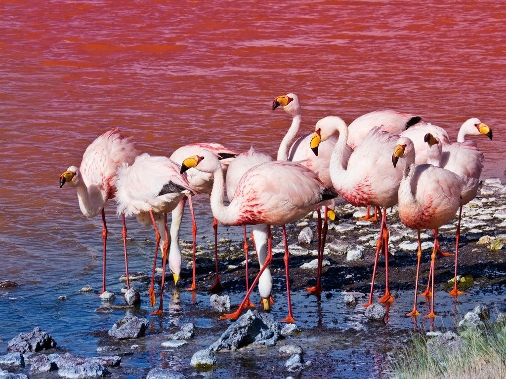 James Flamingos