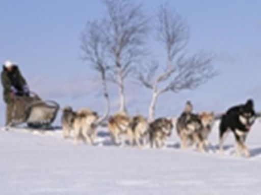 Husky Safari