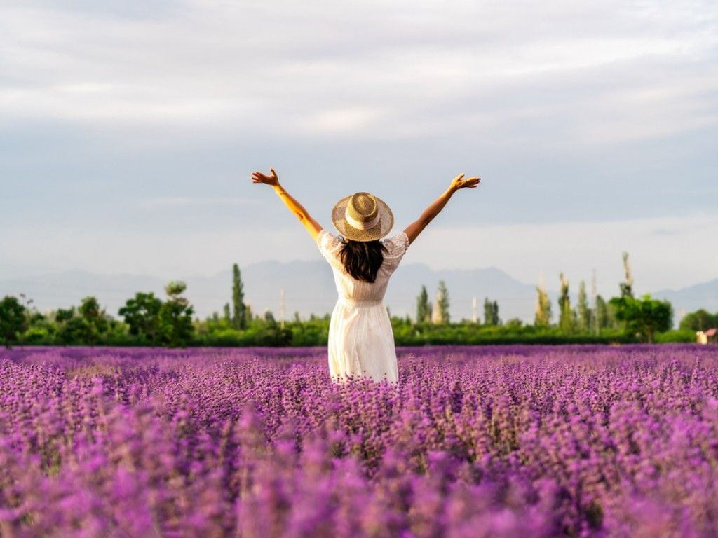 Bridestowe Lavender Farm