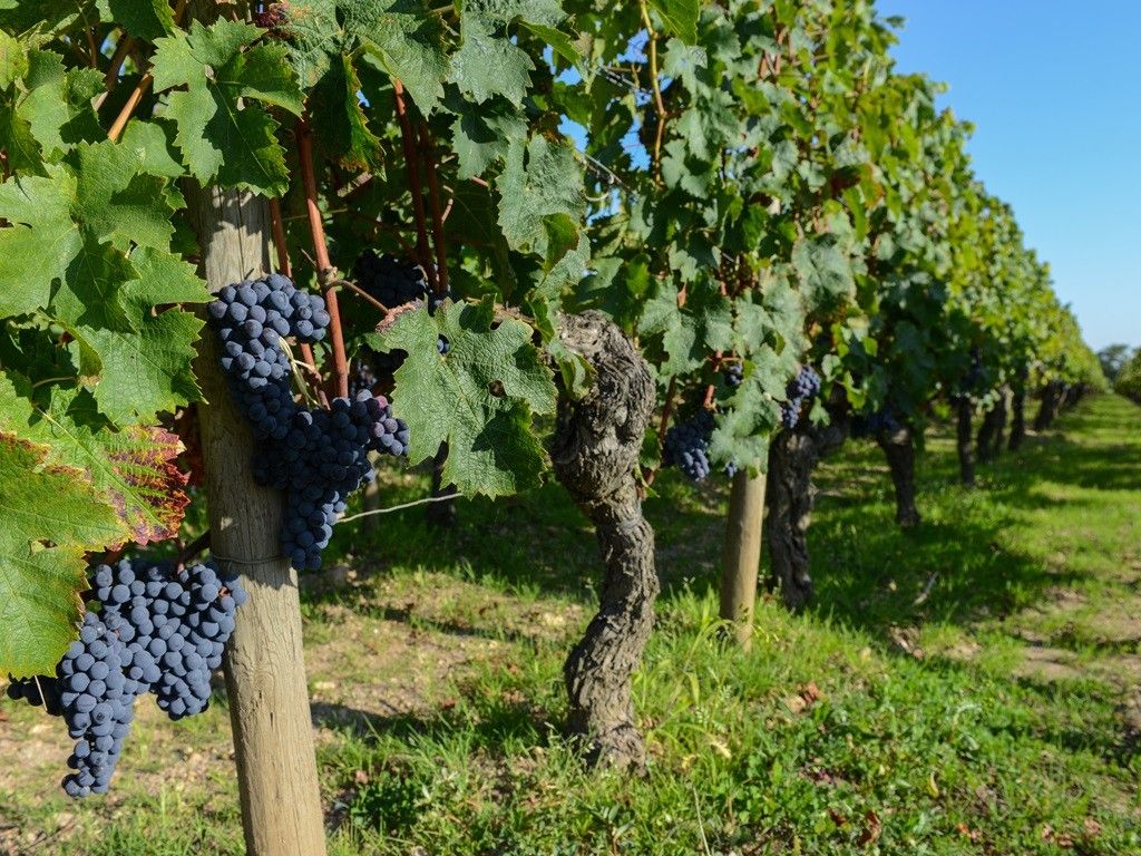 Red grape from the vine in Bordeaux vineyard