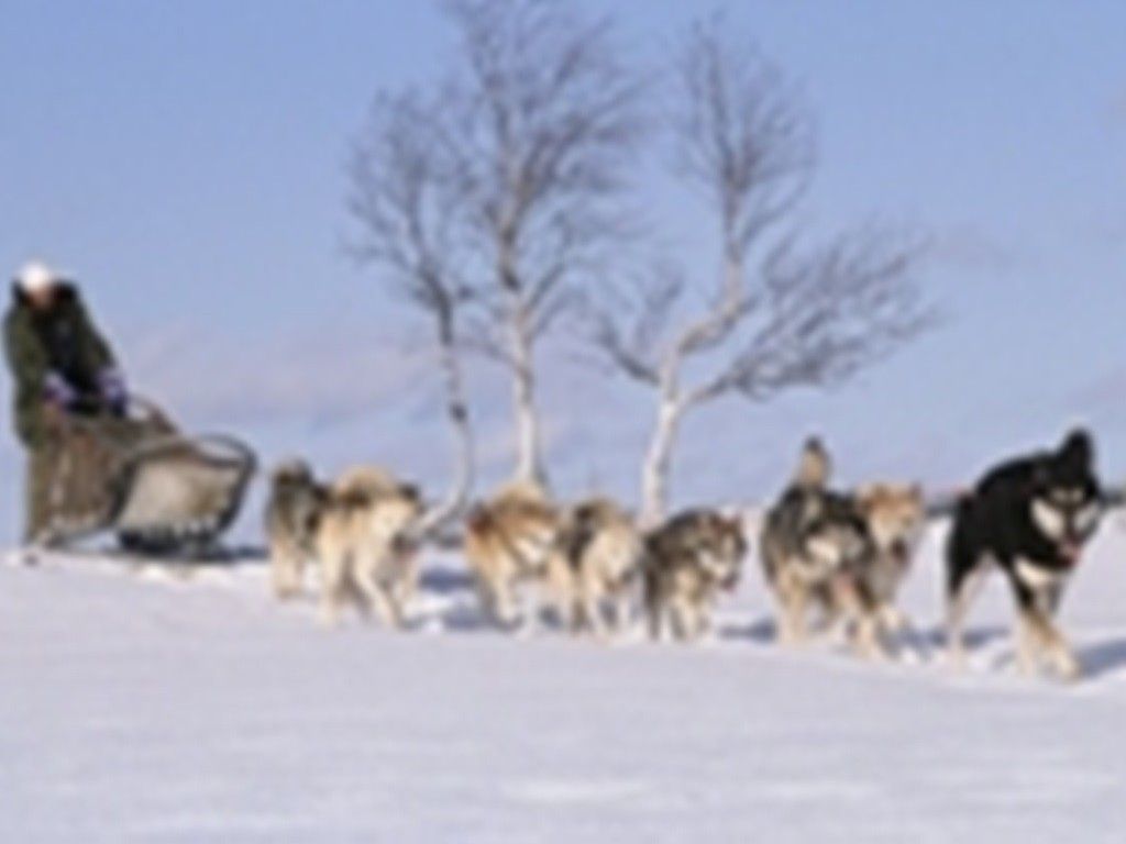 Husky Safari