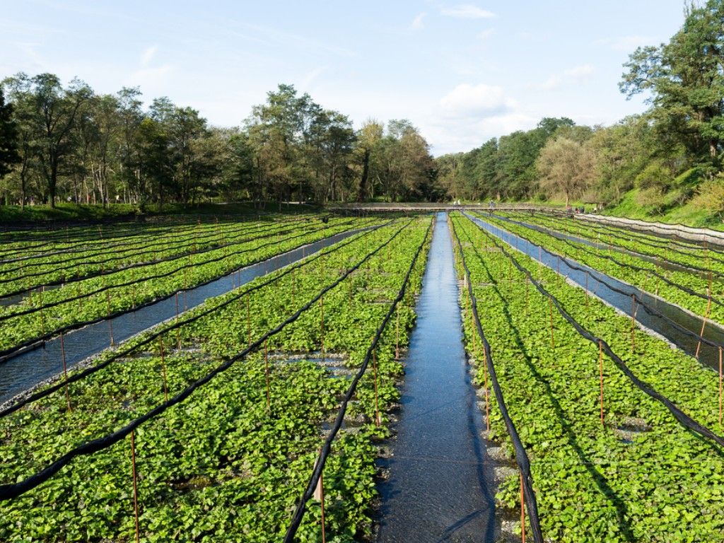 Daio Wasabi Farm