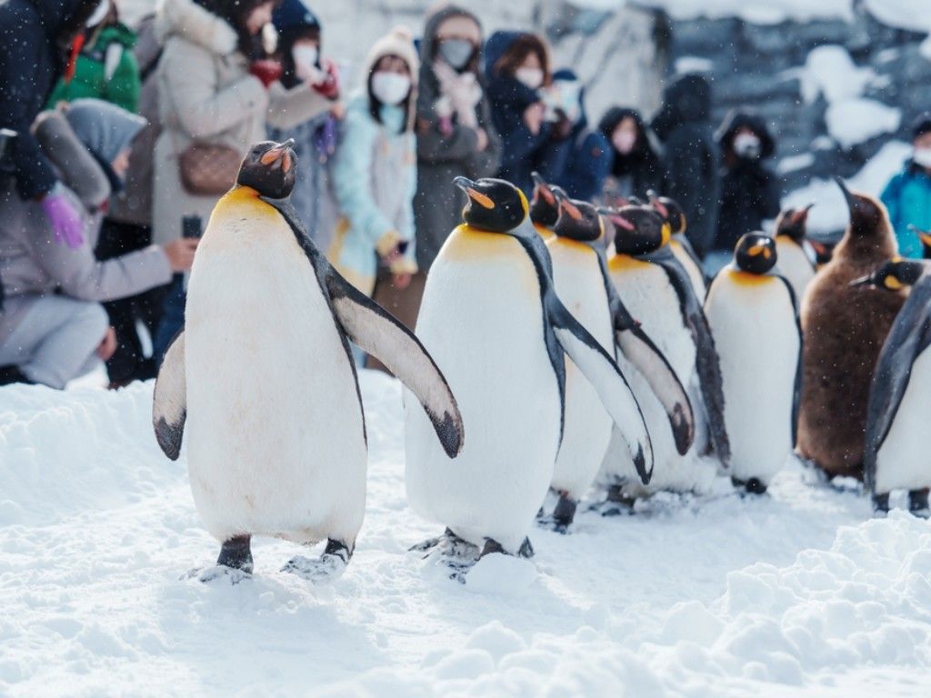 Asahiyama Zoo