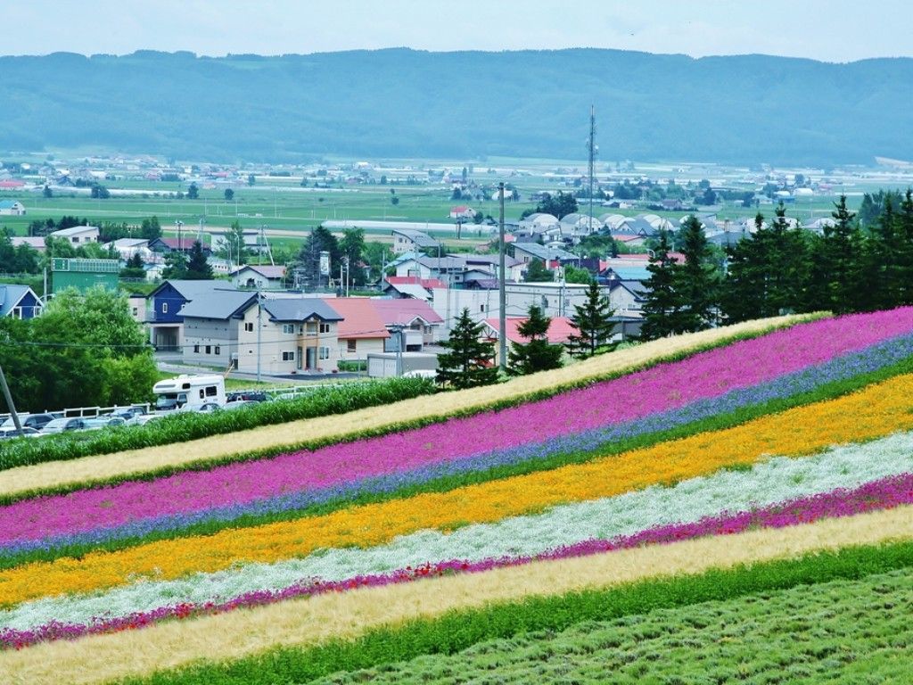 Farm Tomita