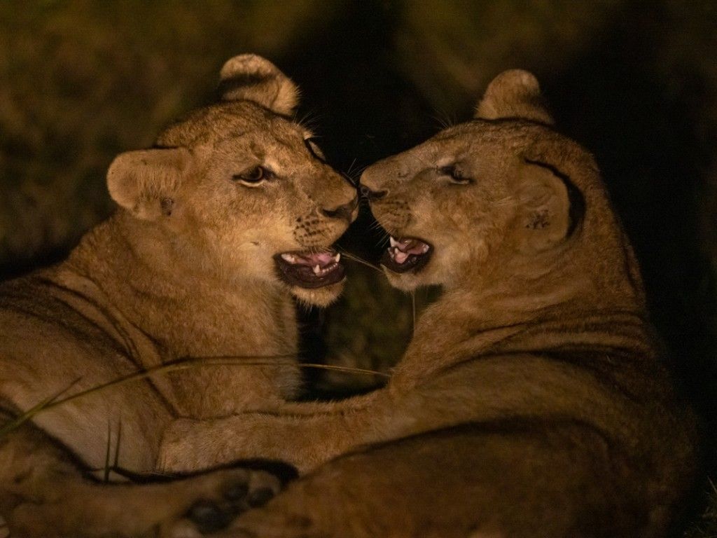 Night Game Drive