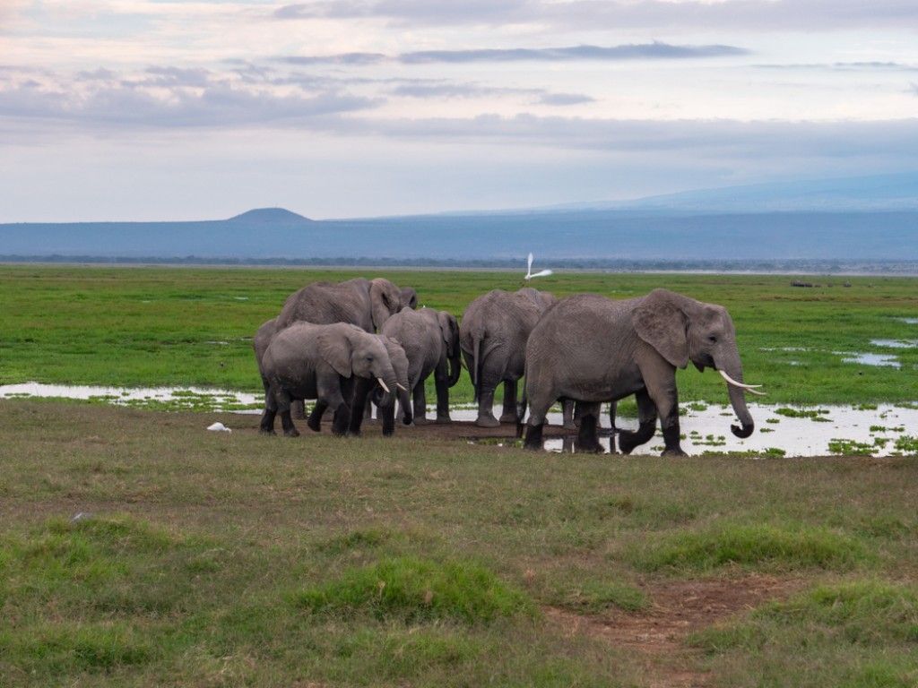 Amboseli, famed for elephant herds