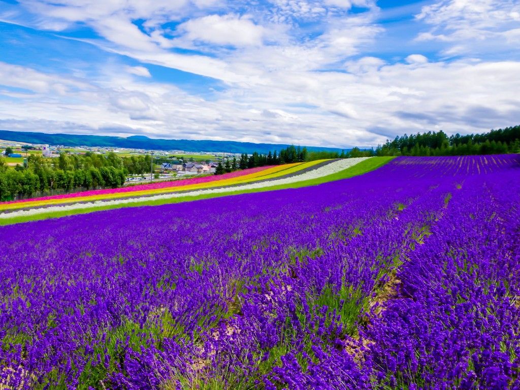 HOKKAIDO SUMMER BREEZE